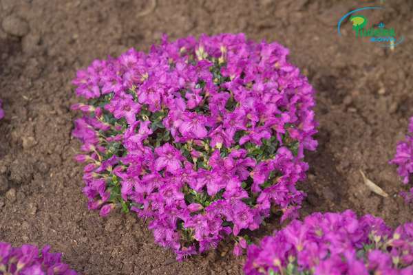 Rhododendron keleticum